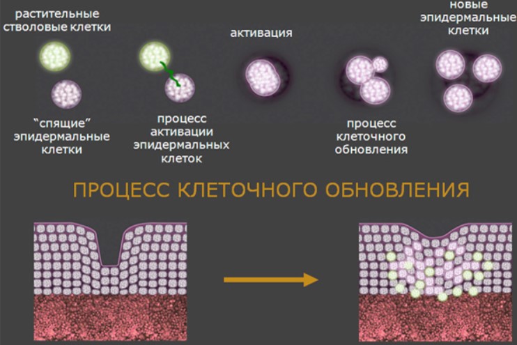 Сколько стволовых клеток